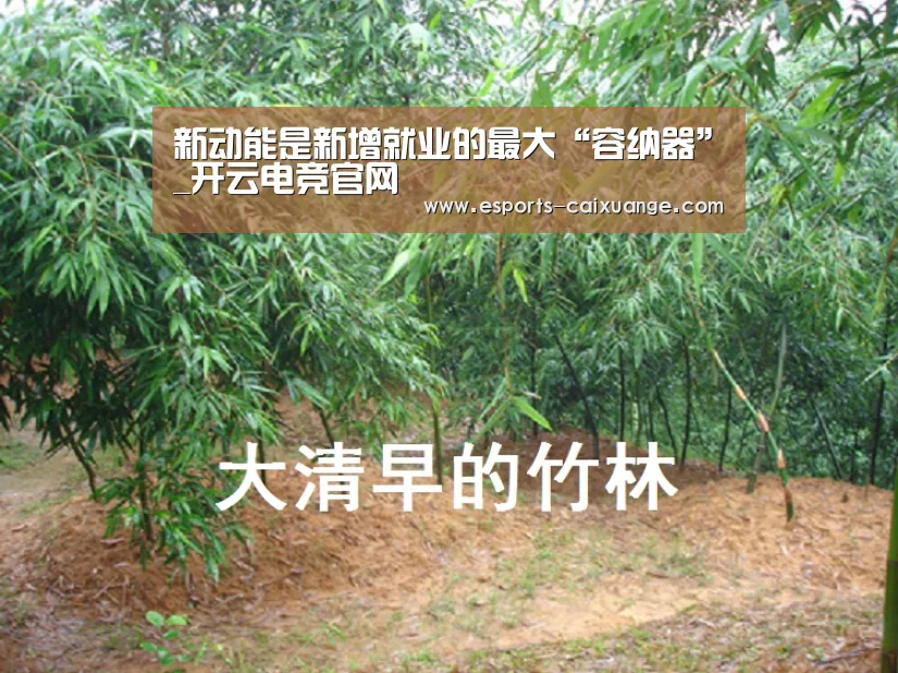 开云移动端