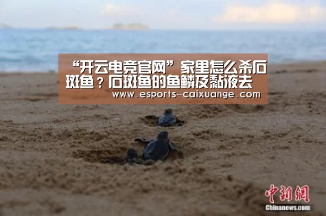 “开云电竞官网”家里怎么杀石斑鱼？石斑鱼的鱼鳞及黏液去除方法